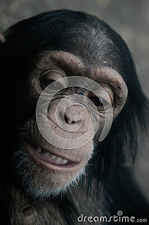 Chimpanzee (Pan Troglodyte)