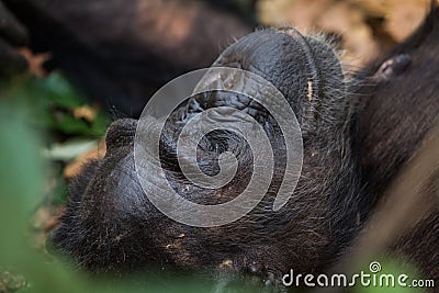 Chimpanzee at rest