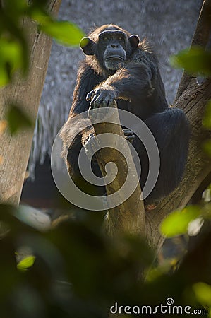 Chimpanzee on a tree