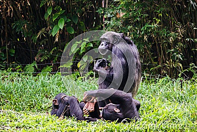 Chimpanzee with two babes