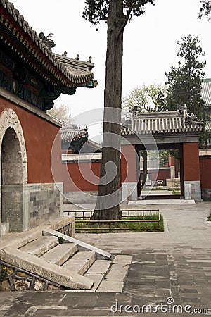 Chinese ancient buildings and cypress