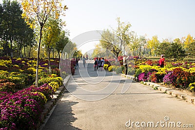 Chinese Asia, Beijing, the Olympic Forest Park, the sea of flowers,