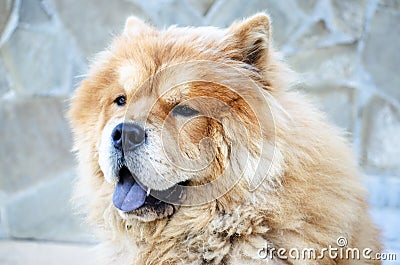 Chinese chow-chow dog