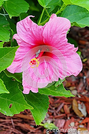 Chinese Hibiscus flower and small black white moth