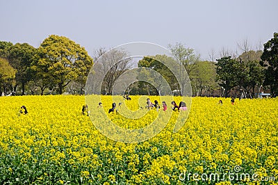 Chinese people walking through a field of yellow flowers