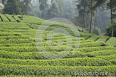 Chinese tea fields in spring