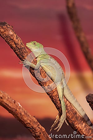 Chinese Water Dragon