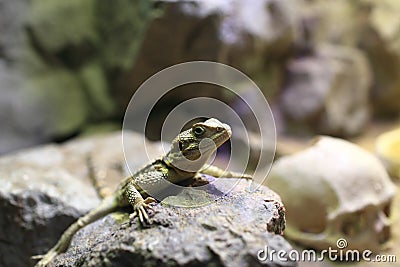 Chinese water dragon on stone