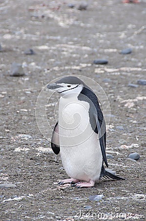 Chinstrap penguin holding rock.