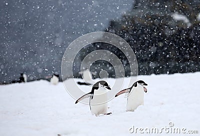 Chinstrap Penguins