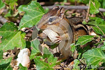 Chipmunk Eating Peanut