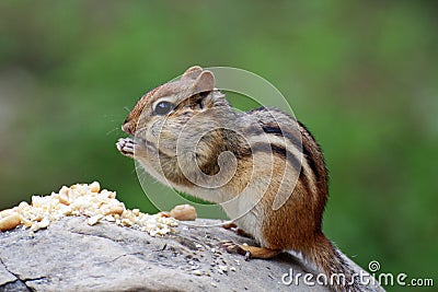 Chipmunk eating a peanuts