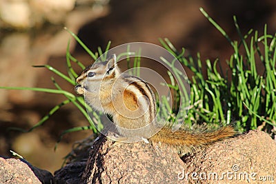 Chipmunk Eating