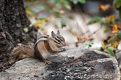 Chipmunk eating sunflower seeds