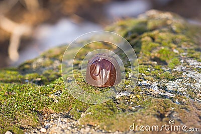 Chocolate candy on natural moss