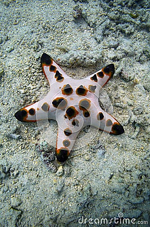 Chocolate chip sea star