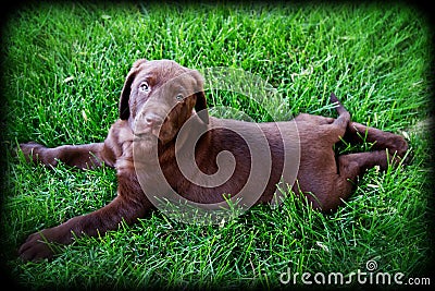 Chocolate Lab Puppy