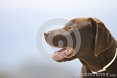 Chocolate Labrador Head Profile