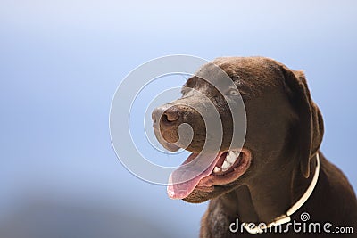 Chocolate Labrador Head Profile