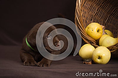 Chocolate labrador puppy lying on a brown