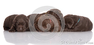 Chocolate labrador retriever puppies sleeping
