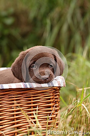 Chocolate Labrador Retriever puppy