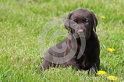 Chocolate labrador retriever puppy