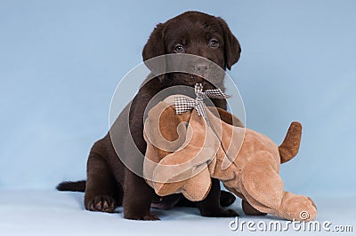 Chocolate labrador retriever puppy with a toy