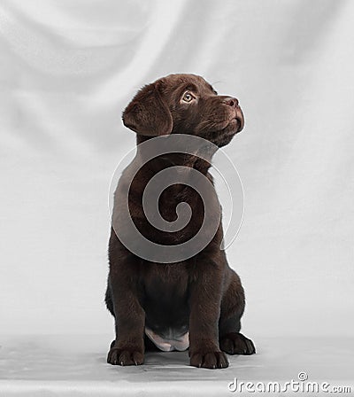 Chocolate labrador retriever puppy