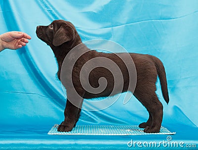 Chocolate labrador retriever puppy