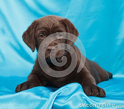 Chocolate labrador retriever puppy