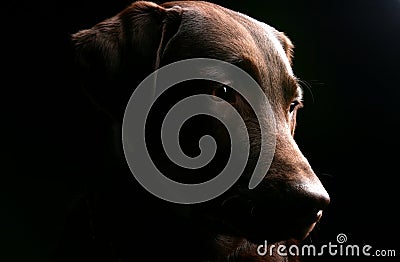 Chocolate Labrador - Side Profile