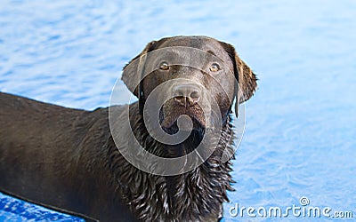 Chocolate Labrador in the Swimming Pool