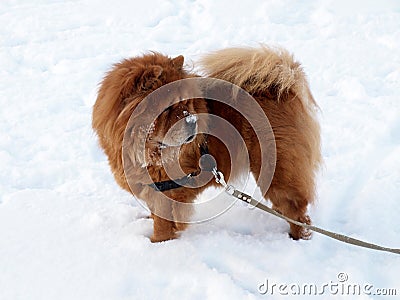 Chow chow dog - winter time