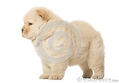 Chow-chow puppy