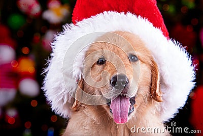 Christhmas dog golden retriever puppy