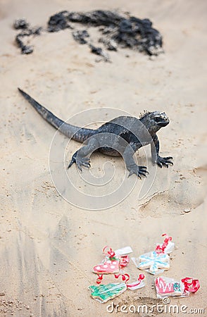 Christmas on Galapagos islands