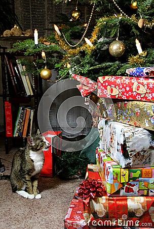Christmas gifts and funny cat