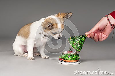 Christmas toy, chihuahua puppy and woman hand