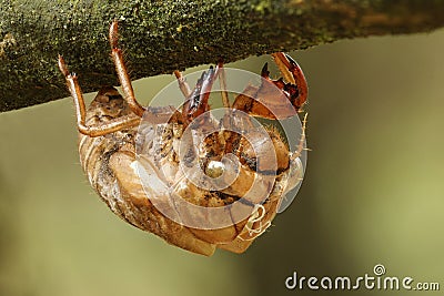 Cicada Exoskeleton