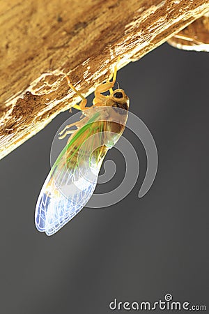 Cicada transformation