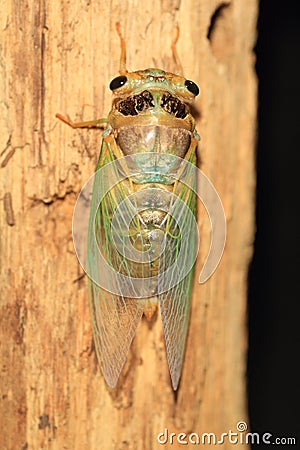 Cicada transformation