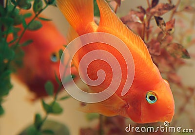 Cichlids, Parrot fish
