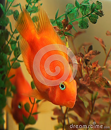 Cichlids, Parrot fish