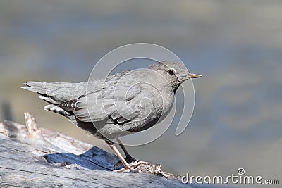 美国cinclus<em>北斗七星</em>mexicanus 库存<em>照片</em> - <em>图片</em>