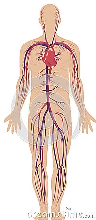 Circulatory System Royalty Free Stock Photos - Image: 7023598