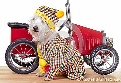 Circus Clown Dog and Clown Car