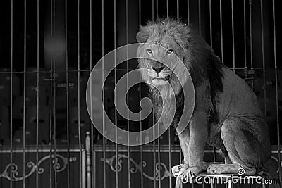 A circus lion portrait in black and white