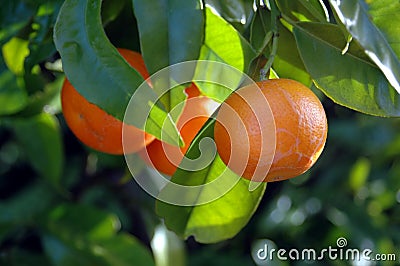 Citrus Fruit on the tree