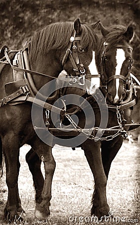 Civil War Horses